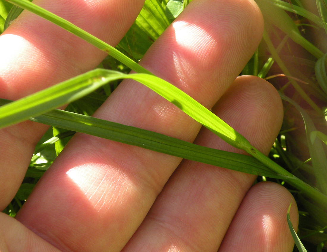 Probabile Carex spicata
